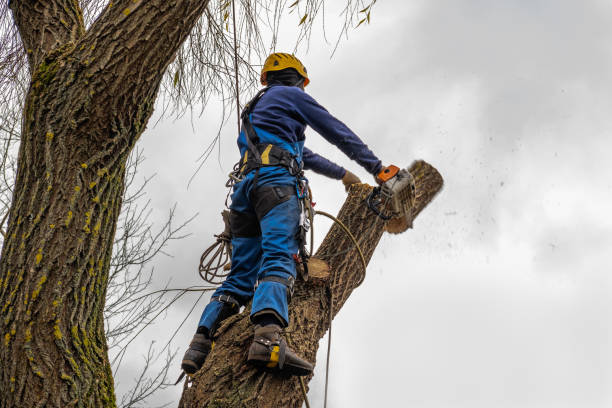 Tree Root Removal in Double Springs, AL